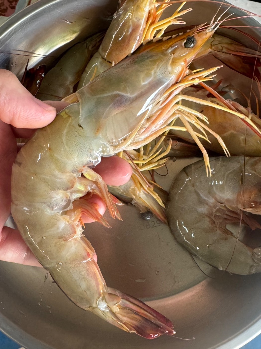 กุ้งแชบ๊วยXXL ใหญ่มาก